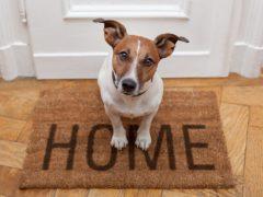 HVAC tips for pet owners