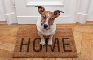 HVAC tips for pet owners